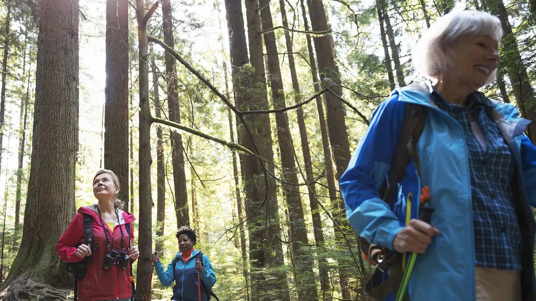 Tres mujeres con chaquetas impermeables y mochilas caminando por el bosque, rodeadas de árboles altos